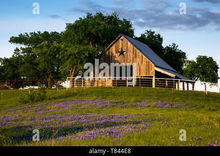 Scheune auf dem Bluebonnet Trail in der Nähe von Ennis, Texas Stockfoto