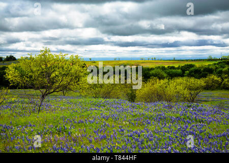 Bluebonnet Feld bei bewölktem Himmel in der Nähe von Ennis, Texas Stockfoto