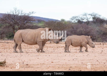 Weißes Nashorn oder Nashörner (Rhinocerotidae)). Mutter und Kalb. Namibia. Stockfoto