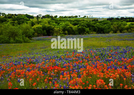 Bluebonnets und Indische Paintbush im Texas Hill Country, Texas Stockfoto