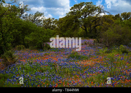 Bluebonnets und Indische Paintbush im Texas Hill Country, Texas Stockfoto