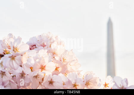 WASHINGTON DC – in der Nähe des Tidal Basin blühen rosafarbene Kirschblüten, im Hintergrund ist das Washington Monument zu sehen. Die blühenden Bäume, ursprünglich ein Geschenk aus Japan im Jahr 1912, sind die Hauptattraktion des jährlichen National Cherry Blossom Festival. Stockfoto