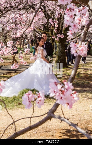 CHERRY BLOSSOM, Tokio Stockfoto