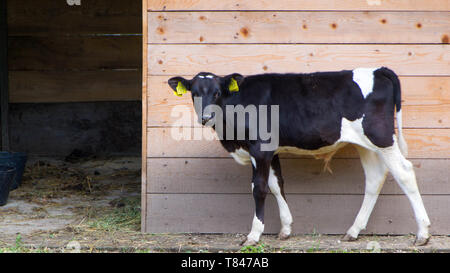 Kleine schwarze und weiße Kuh Kalb in Box mit Heu und Stroh - Bild Stockfoto