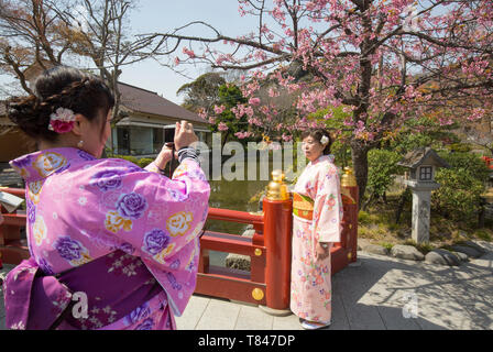 Kirschblüte in Kamakura, Japan Stockfoto