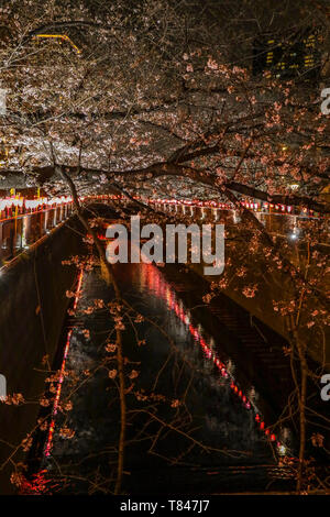 CHERRY BLOSSOM, Tokio Stockfoto