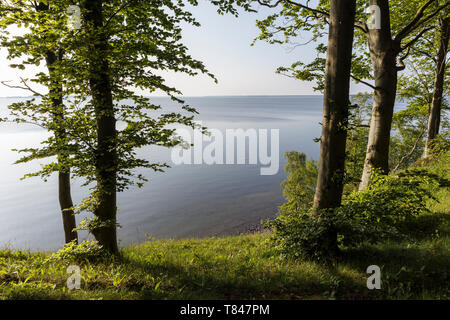 Blick durch die Bäume auf den Großen Jasmunder Bodden, Bergen, Rügen, Mecklenburg-Vorpommern, Deutschland Stockfoto