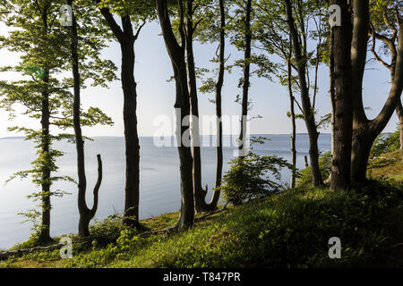 Blick durch die Bäume auf den Großen Jasmunder Bodden, Bergen, Rügen, Mecklenburg-Vorpommern, Deutschland Stockfoto