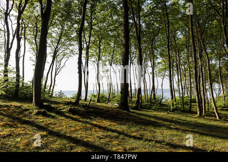 Landschaft mit Wald und Großer Jasmunder Bodden, Bergen, Rügen, Mecklenburg-Vorpommern, Deutschland Stockfoto