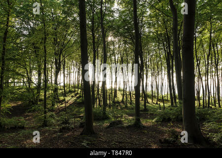 Landschaft mit sonnigen Wald und Großer Jasmunder Bodden, Bergen, Rügen, Mecklenburg-Vorpommern, Deutschland Stockfoto