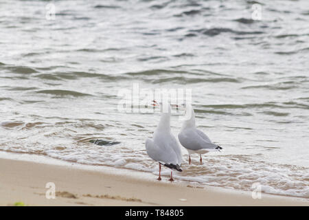 Zwei Möwen am Ufer des Brighton Beach. Melbourne, Victoria, Australien. Stockfoto