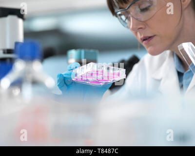 Wissenschaftlerin Zellen Prüfung in Wachstumsmedium in multi-well Platte unter dem Mikroskop im Labor Stockfoto