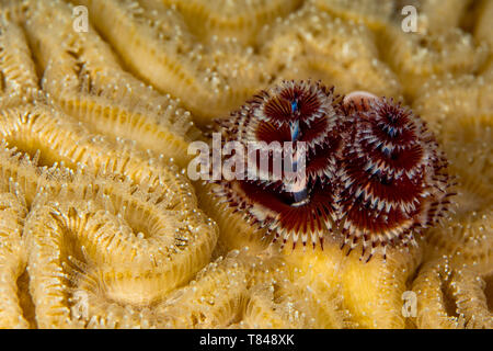 Unterwasser Blick auf Paar Weihnachtsbaum Worms (spirobranchus giganteous), Nahaufnahme, Eleuthera, Bahamas Stockfoto