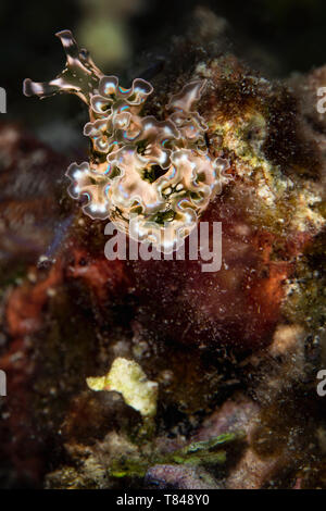 Unterwasser Blick auf ein Meer Salat slug, Nahaufnahme, Eleuthera, Bahamas Stockfoto