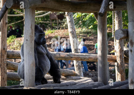 Das Porträt einer großen starken Silverback Gorilla in einem Holzhaus draußen sitzen in einem Zoo. Stockfoto