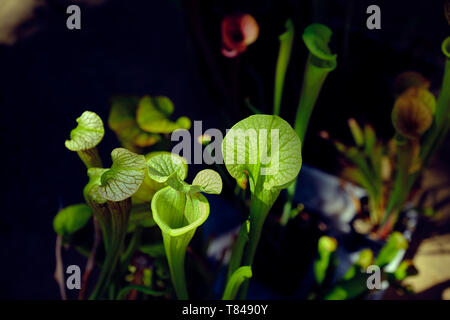 Sarracenia flava, die gelbe Pitcherplant, ist eine fleischfressende Pflanze in der Familie Sarraceniaceae. Stockfoto