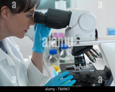 Medizinische Prüfung der Vielzahl von Proben menschlichen Ursprungs, einschließlich Blut und Gewebe unter dem Mikroskop im Labor Stockfoto