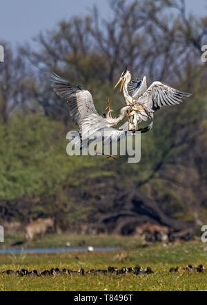 Graureiher (Ardea cinerea), In diesem Rahmen zwei Graureiher Vögel für sein Hoheitsgebiet im Keoladeo Nationalpark, Bharatpur, Indien kämpften. Stockfoto