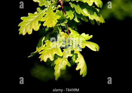 Eiche Blätter, Quercus robur, auch bekannt als gemeinsame Eiche oder Pedunculate oak, die Englische Eiche Stockfoto