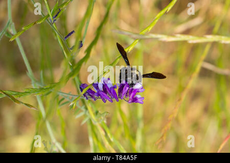 Violett carpenter Bee - Große Holzbiene Xylocopa violacea -. Nahaufnahme der Tischler Biene auf einer lila Blumen sammeln Nektar Stockfoto