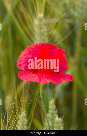 Roter Mohn im Kornfeld. Nahaufnahme der einzelnen Mohn in der im grünen Feld Stockfoto