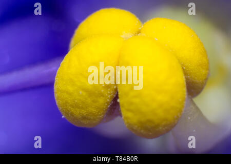 Blaue Blume mit gelben Staubgefäße Makro Stockfoto