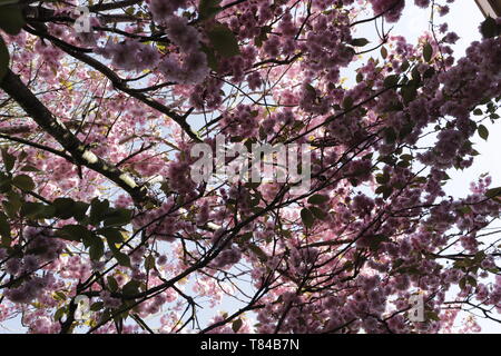 Die Prunus japonica blüht im April, viele schöne rosa gefärbten Blüten die Gärten und Landschaften Farbe Stockfoto