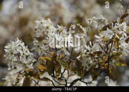 Amelanchier Lamarckii blühende mit weißen Blumen Stockfoto