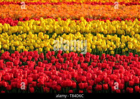 Bunte Tulpen in den Zeilen in einem Feld in der Nähe von Lisse, Südholland, Niederlande wächst. Die Farben geben eine gestreifte Wirkung. Im HDR fotografiert. Stockfoto