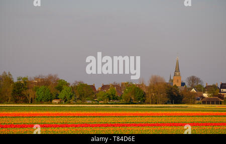 Bunte Tulpen in den Zeilen in einem Feld in der Nähe von Lisse, Südholland, Niederlande wächst. Die Farben geben eine gestreifte Wirkung. Im HDR fotografiert. Stockfoto