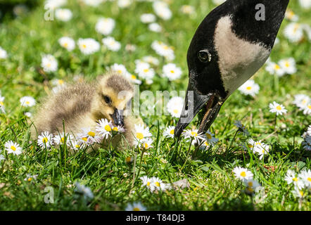 10. Mai 2019 Hessen, Frankfurt/Main: Eine kleine Kanadagans sitzt auf einer Wiese voller Gänseblümchen am Ufer des Main, daneben die Mutter Gans nimmt auf einer Blume. Foto: Frank Rumpenhorst/dpa Stockfoto