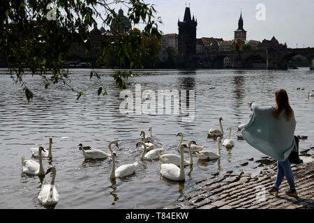 Prag, Tschechische Republik. 10. Mai, 2019. Frau Fütterung Vögel an der Moldau in Prag in der Tschechischen Republik. Credit: Slavek Ruta/ZUMA Draht/Alamy leben Nachrichten Stockfoto