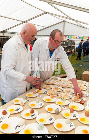 Ayr, Schottland, Großbritannien, 11. Mai 2019. Die jährlichen Ayr County Show mit allen Aspekten der Landwirtschaft und Landleben war auf dem Gelände des Ayr Racecourse an einem sonnigen Frühlingstag gehalten und wurde von Tausenden von Zuschauern und Konkurrenten aus ganz Großbritannien besucht. Wettbewerbe enthalten" Schlepper des Teams Krieg' von jungen Landwirten Gruppen, Vieh und Geflügel zu urteilen Wettbewerb durch eine Reihe von internationalen Richtern beurteilt. Credit: Findlay/Alamy leben Nachrichten Stockfoto