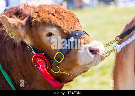 Ayr, Schottland, Großbritannien, 11. Mai 2019. Die jährlichen Ayr County Show mit allen Aspekten der Landwirtschaft und Landleben war auf dem Gelände des Ayr Racecourse an einem sonnigen Frühlingstag gehalten und wurde von Tausenden von Zuschauern und Konkurrenten aus ganz Großbritannien besucht. Wettbewerbe enthalten" Schlepper des Teams Krieg' von jungen Landwirten Gruppen, Vieh und Geflügel zu urteilen Wettbewerb durch eine Reihe von internationalen Richtern beurteilt. Credit: Findlay/Alamy leben Nachrichten Stockfoto