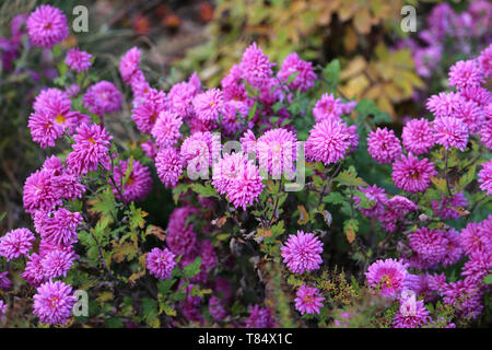 Hell-rosa Blüten im Herbst Garten Stockfoto