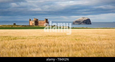 North Berwick, East Lothian, Schottland. Panoramablick über Feld zu den Ruinen von Tantallon Castle, Sonnenuntergang, der Bass im Hintergrund in den Vordergrund. Stockfoto