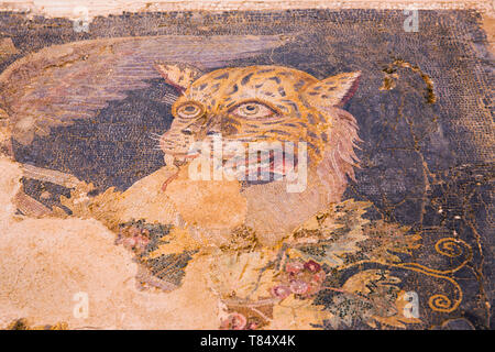 Delos, Mykonos, südliche Ägäis, Griechenland. Bunte, Mosaik, ein Leopard, früher Teil des Haus des Dionysos, Delos Archäologischen Museum. Stockfoto