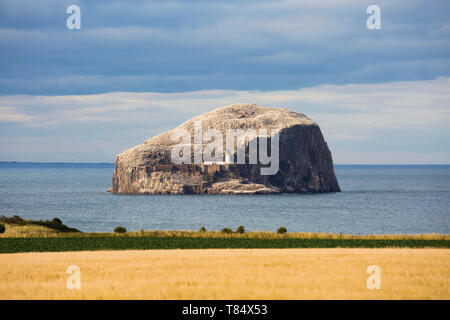 North Berwick, East Lothian, Schottland. Blick über die Felder zu den Bass Rock, eine steile vulkanische Insel in die Firth-of-Forth, Abend. Stockfoto