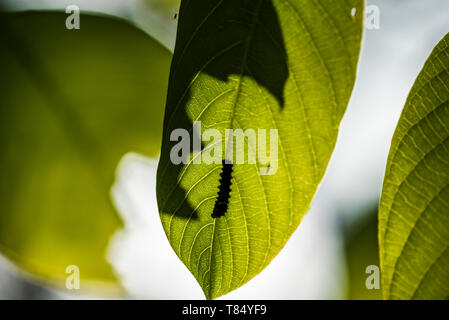 Silhouette einer Raupe auf einem grünen Blatt Stockfoto