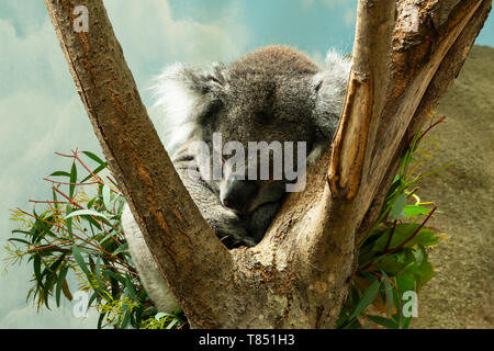 Schlafenden Koala in Longleat Safari Park Stockfoto