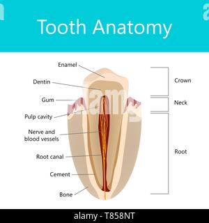 Zahn Anatomie, Abbildung Stockfoto