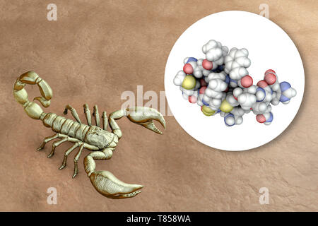 Molekül des Scorpion chlorotoxin, zusammengesetztes Bild Stockfoto