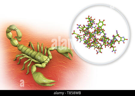 Molekül des Scorpion chlorotoxin, zusammengesetztes Bild Stockfoto