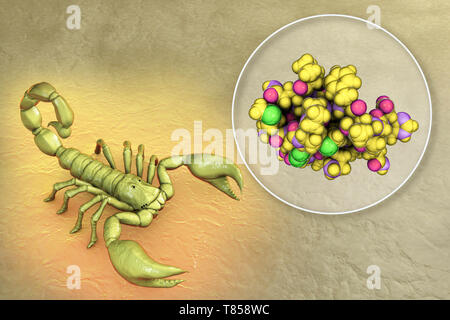 Molekül des Scorpion chlorotoxin, zusammengesetztes Bild Stockfoto