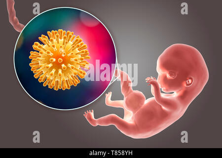 HIV-Infizierte menschlichen Embryo, Abbildung Stockfoto