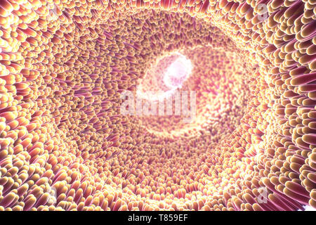 Intestinale Futter, Abbildung Stockfoto