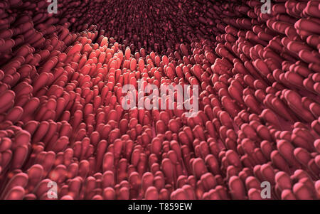 Intestinale Futter, Abbildung Stockfoto