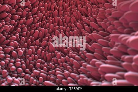 Intestinale Futter, Abbildung Stockfoto