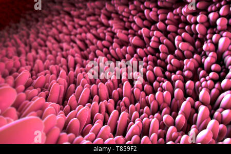 Intestinale Futter, Abbildung Stockfoto