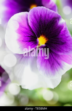 Nahaufnahme Makro einer violetten und weißen Stiefmütterchen mit Bokeh und verschwommenen Hintergrund. Selektiver Fokus auf Zentrum von Viola Blume. Frühling und Herbst jährliche Gard Stockfoto